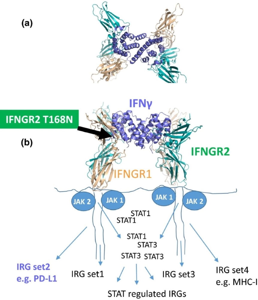 Interferon-γ Receptor Deficiency: Two-gene Profile (IFNGR1, IFNGR2) Full Gene Sequencing