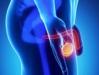 Testicular & Prostate Cancer Test