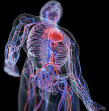 Heart & Vascular Test