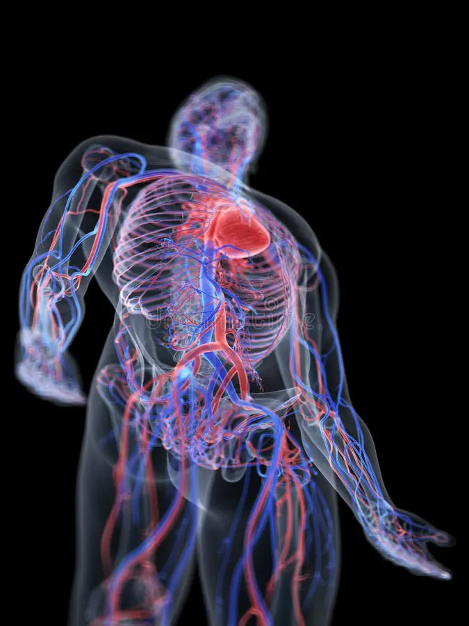 iSelfTest Heart & Vascular Disease Risk