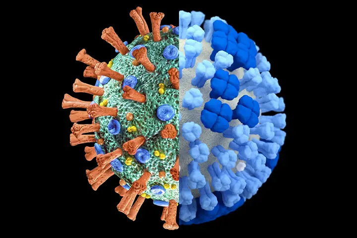 RSV/Influenza A&B/COVID-19 SARS CoV2